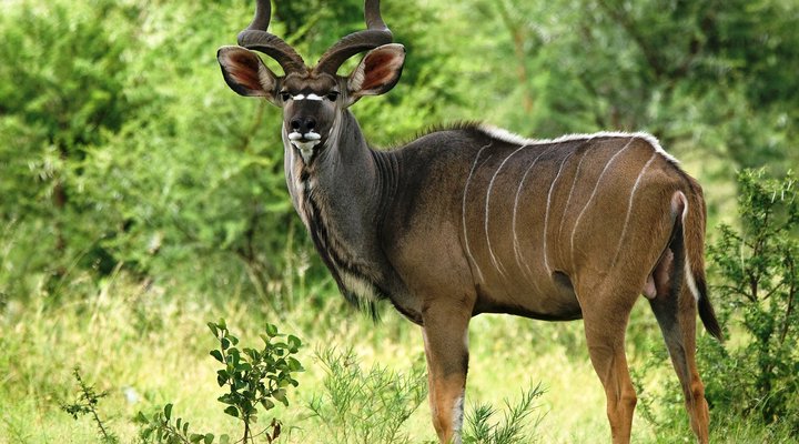 Shakati Private Game Reserve