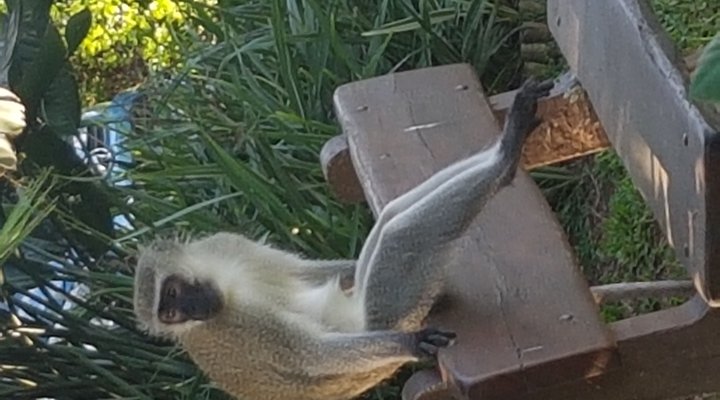 Inn Afrika B & B