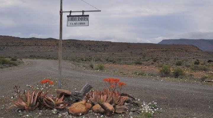 Tamboershoek