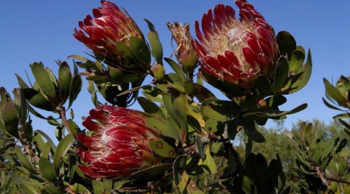 De Hoop Collection - Equipped Cottages