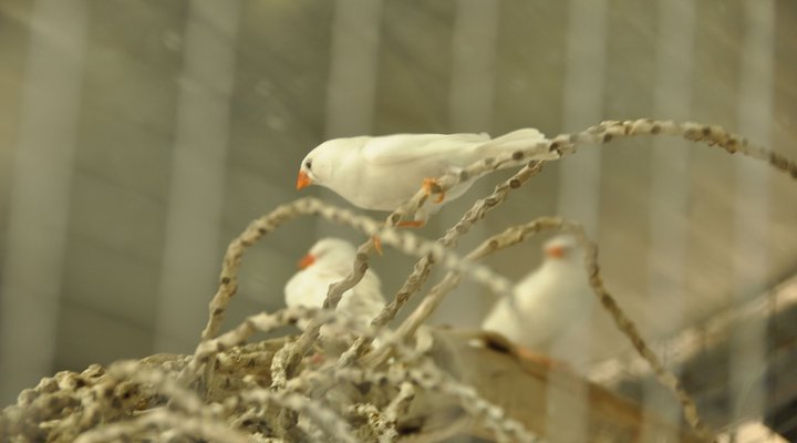 Crane's Nest Guest House @ 212 Boshoff