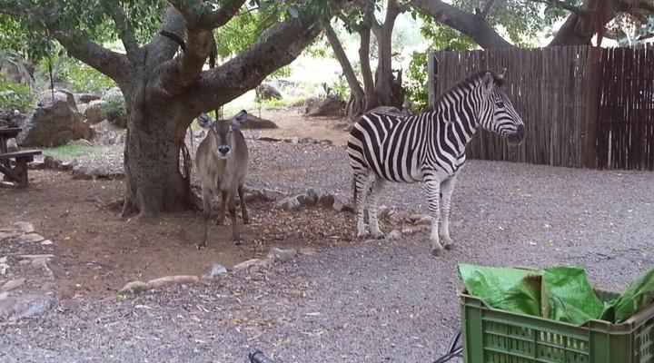 Thaba Tholo Game Farm