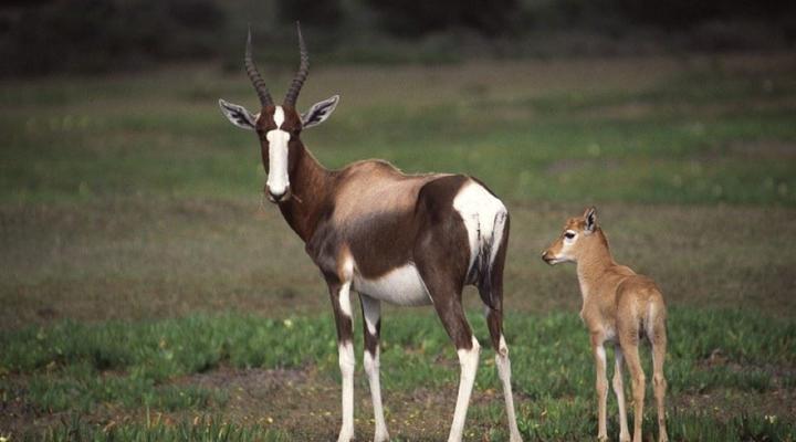 De Hoop Collection - Village Cottages