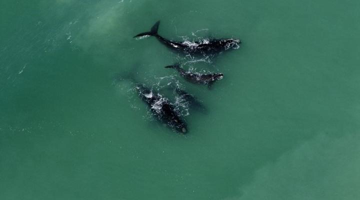 De Hoop Collection - Village Cottages