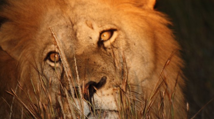 Tsakane Safari Camp