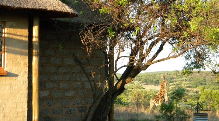 Five Pebbles on Piece of Africa