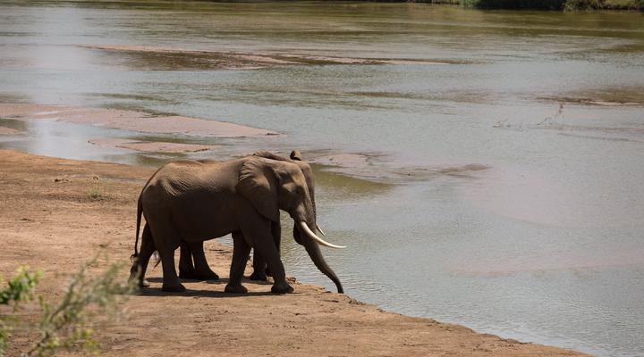 Ecolodge Kuwinda Safari Tented Camp