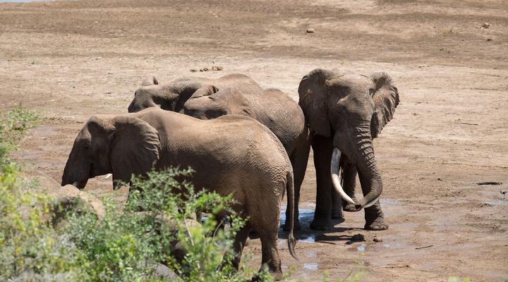 Ecolodge Kuwinda Safari Tented Camp