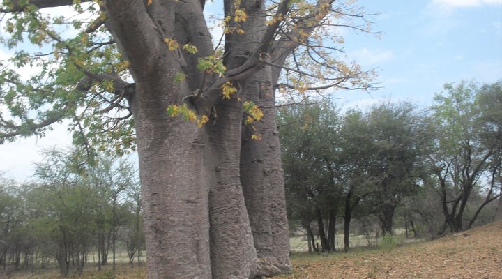 Paradise Rest Camp Grootfontein