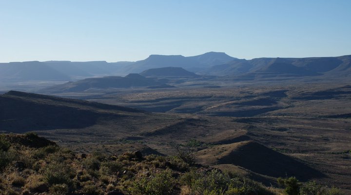 Tamboershoek