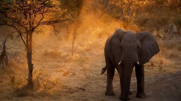 South Okavango | Omogolo Hideaways