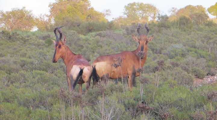 Rooiberg Safaris