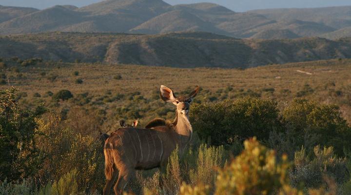 Rooiberg Safaris