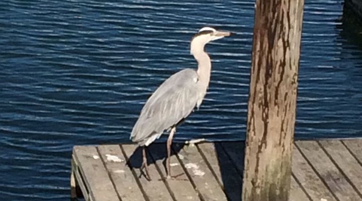 Ebbtide Loft on Thesen Island