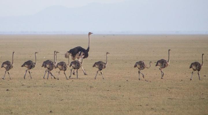 Chem Chem Safari Lodge