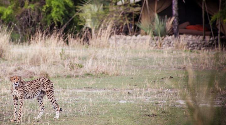 Chem Chem Safari Lodge