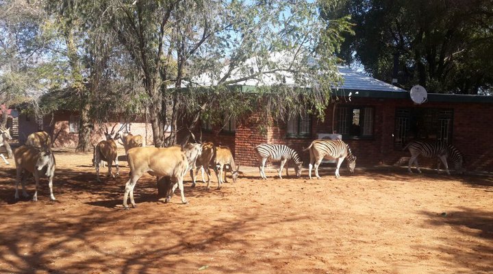 Bosveld Vreugde - House Zebra
