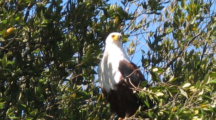 Utshwayelo, Kosi Mouth Lodge and Camp