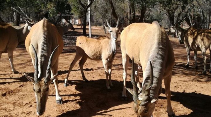 Bosveld Vreugde - House Zebra