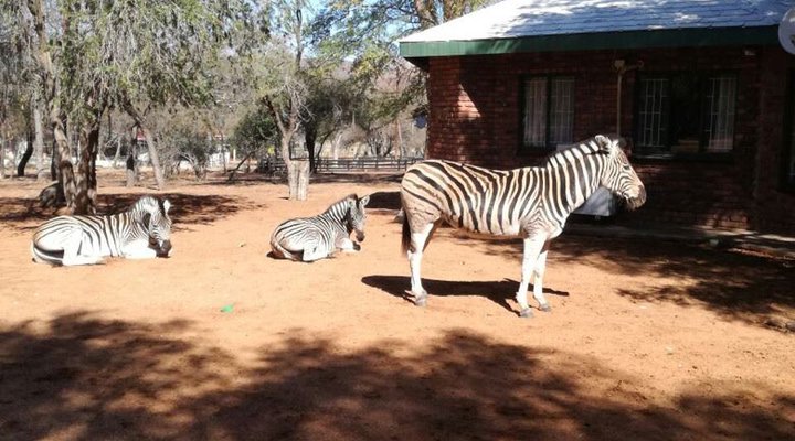 Bosveld Vreugde - House Zebra