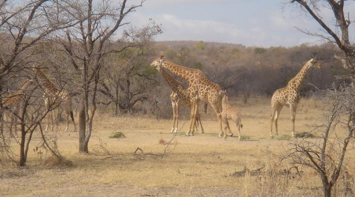 Buffelsdrift Rust de Winter