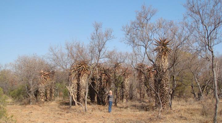 Buffelsdrift Rust de Winter