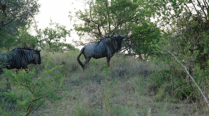 Crocuta Game Lodge