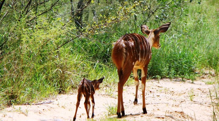 Shakati Private Game Reserve