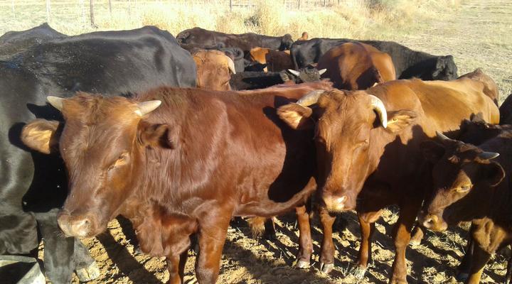 Grysbok Selfcatering Accommodation