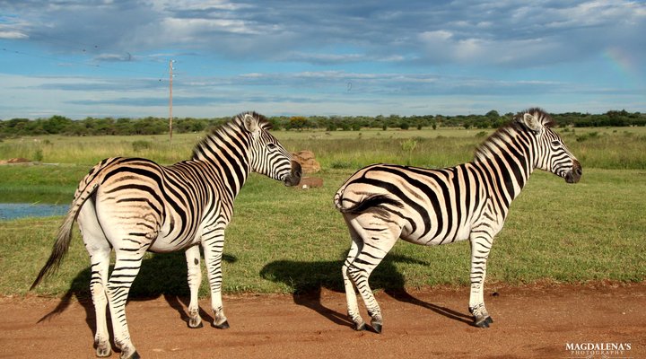 De Kleine Serengeti Game Lodge