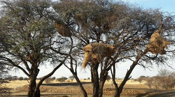 African Sunset Lodge - Safari's