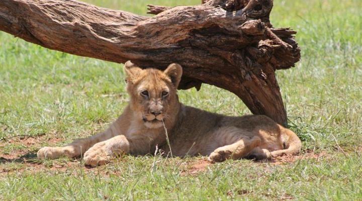 Tava Lingwe Game Lodge & Wedding Venue