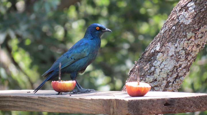 Meerkatplaats Guesthouse and B&B