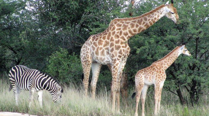 African Sunset Lodge - Safari's