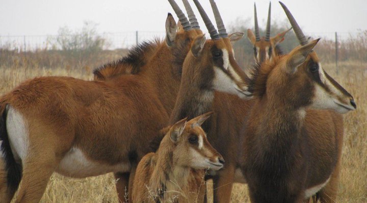 African Sunset Lodge - Safari's