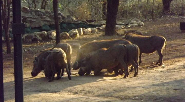 Leisure Kruger Lodge