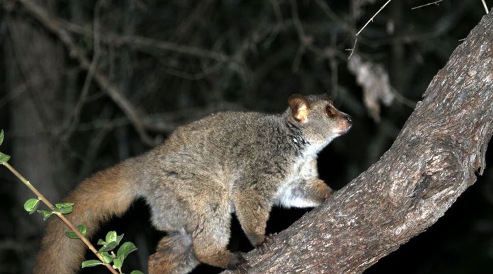 Treetops Holiday Home Near Kruger National Park