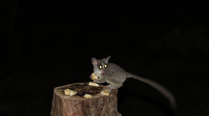 Treetops Holiday Home Near Kruger National Park