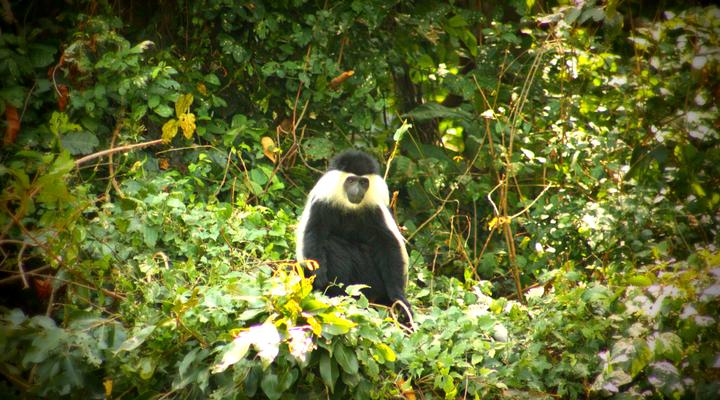  Udzungwa Forest Camp (Hondo Hondo) 