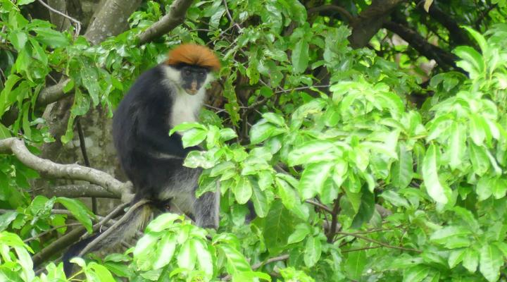  Udzungwa Forest Camp (Hondo Hondo) 