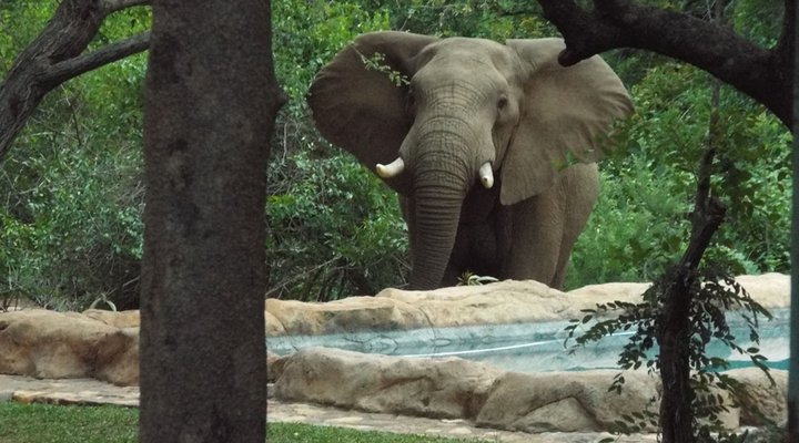 4 Nights 2 pax Safari Package