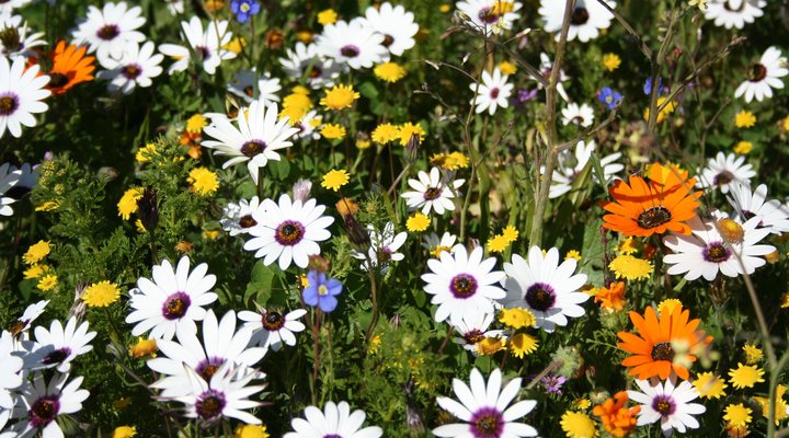 High Palms Guesthouse