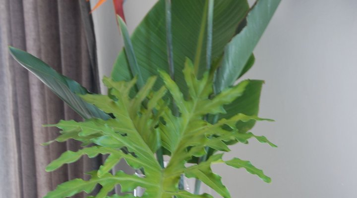 Spacious Cottage - Sandton