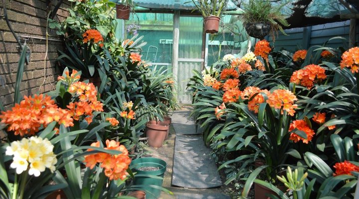 Clivia Place