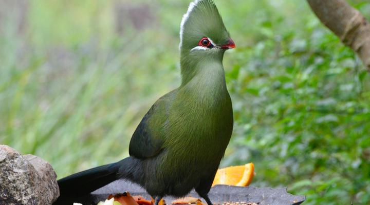 Eagles' Call Cottages & Tent