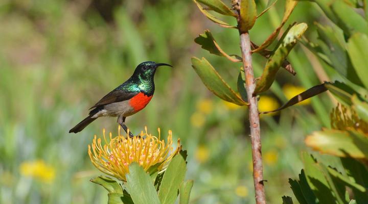 Eagles' Call Cottages & Tent