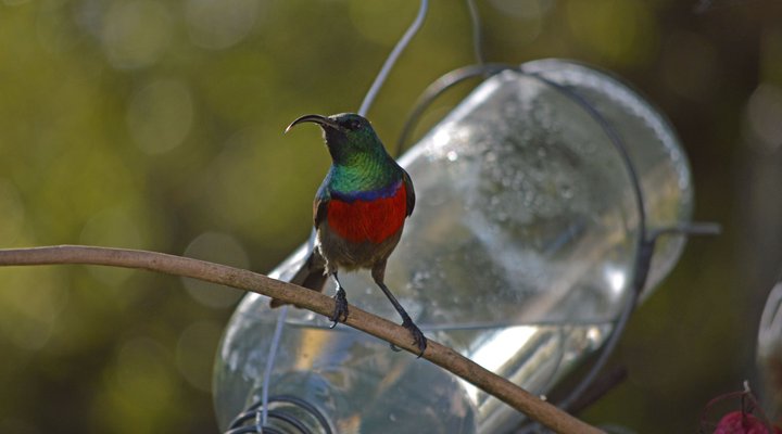 Sunbird B&B