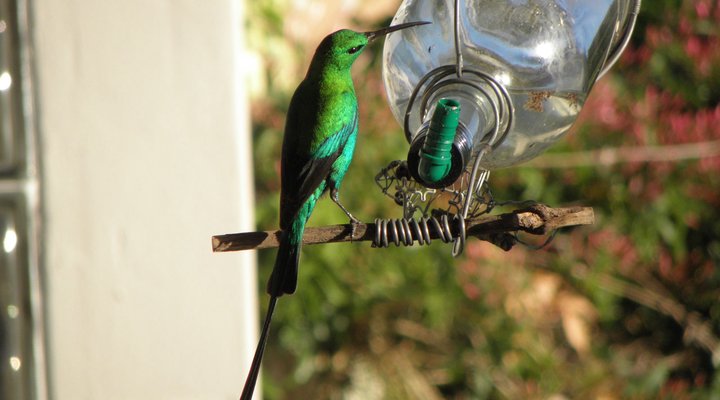 Sunbird B&B