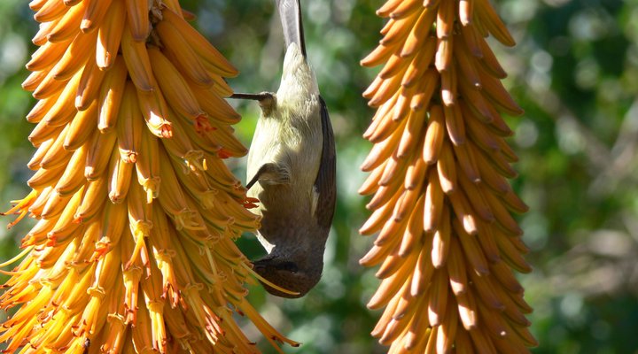 Sunbird B&B