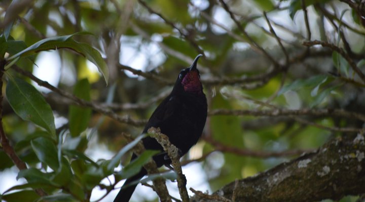 Sunbird B&B